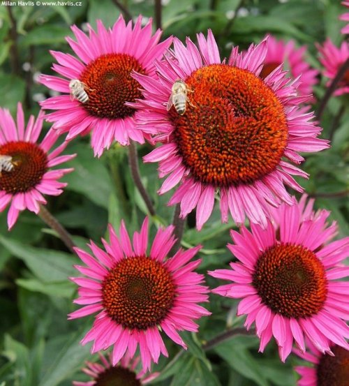 Echinacea