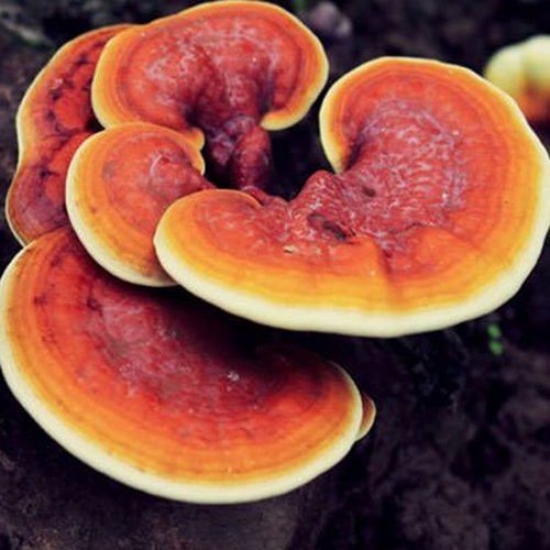 Reishi