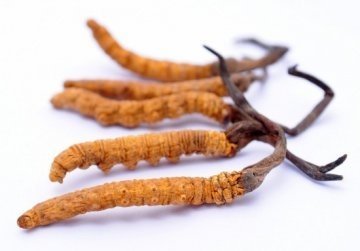 Cordyceps