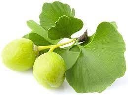 Ginkgo biloba