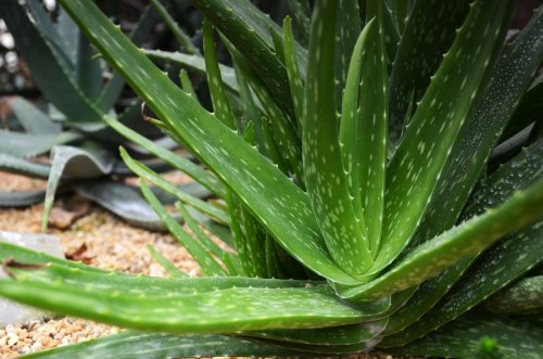 Aloe vera