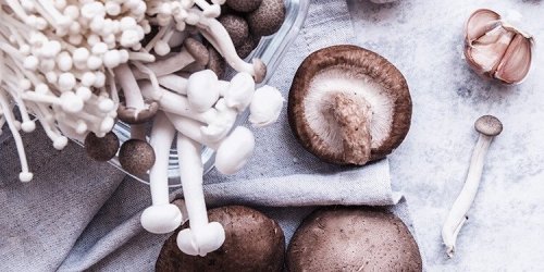 Medicinální a vitální houby