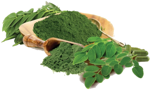 Moringa